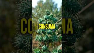 Consuma ISSO aqui #saude #dicas #bemestar #viral