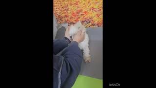 Video preview image #1 Maltese Puppy For Sale in Seattle, WA, USA