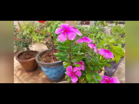 MY MOM'S GARDEN | ROSE FLOWERS | PAVI'S GALATTA