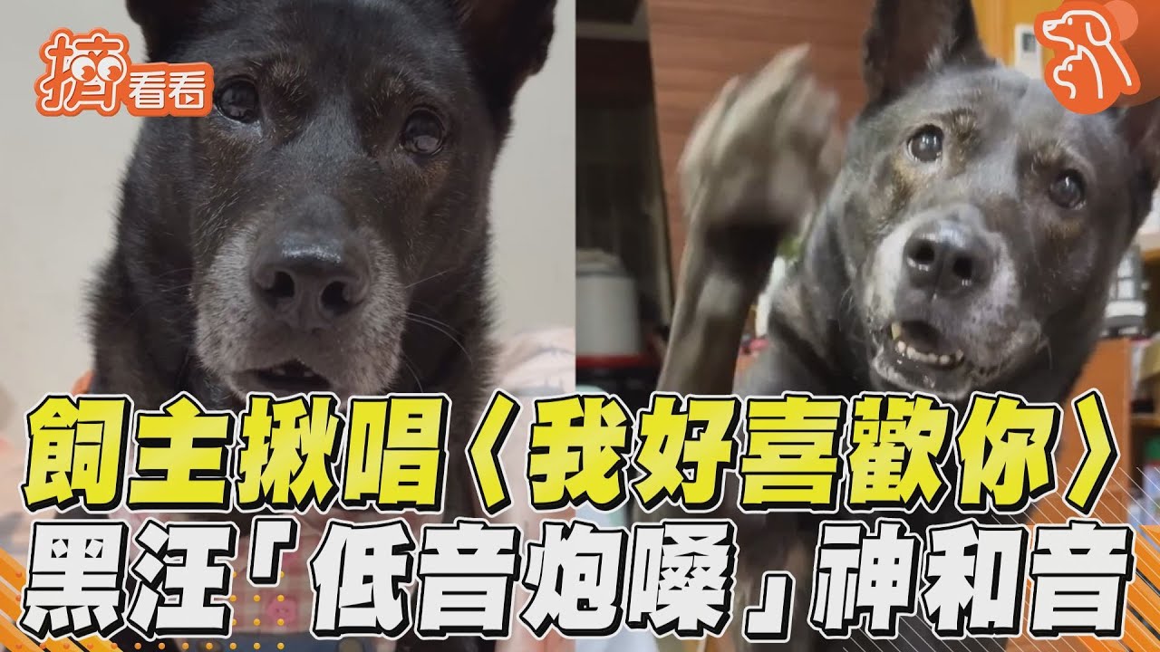 影音/飼主揪唱〈我好喜歡你〉! 黑汪「低音炮嗓」神和音