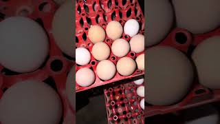 Fazendo Ovoscopia nos ovos da chocadeira