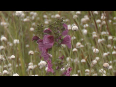 園芸 泥炭湿地の形成