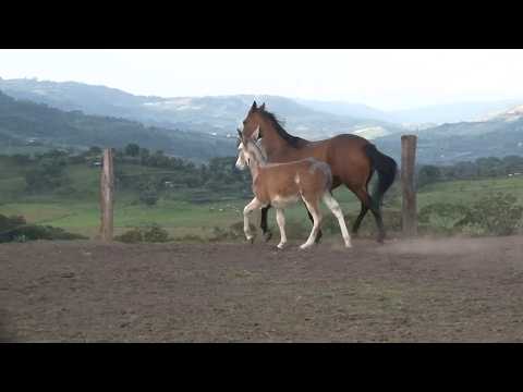 CABALLOS CRIOLLOS COLOMBIANOS Y BURRO PINTO AMERICANO   CRIADERO VILLA ESPERANZA   OIBA   SANTANDER