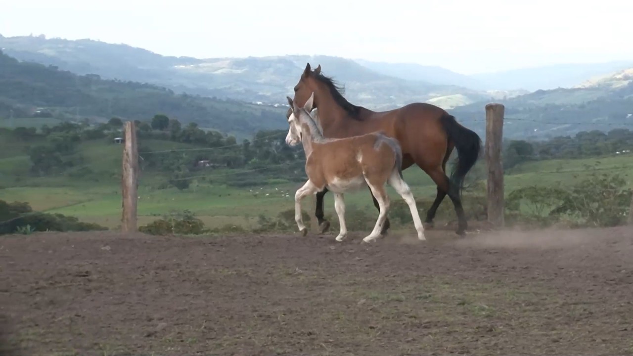 CABALLOS CRIOLLOS COLOMBIANOS Y BURRO PINTO AMERICANO   CRIADERO VILLA ESPERANZA   OIBA   SANTANDER