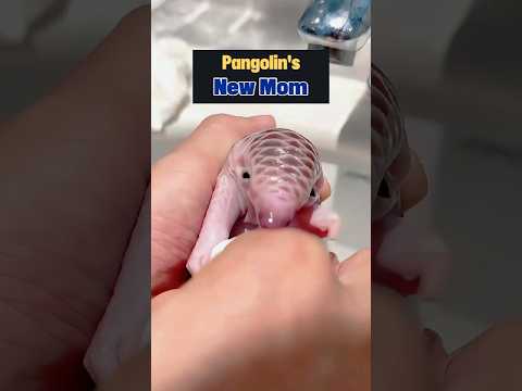 Rescuing an Orphaned Baby Pangolin #pangolin