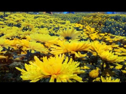 Bài hát mừng xuân Sheet - Tâm Thư