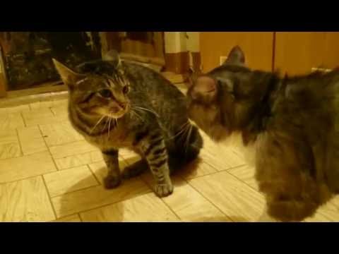 Cats... Territorial fighting... Mr Kotsky did it again!... )