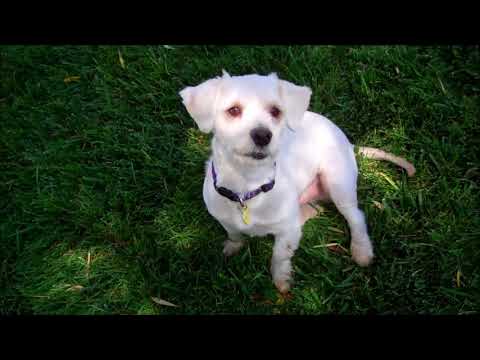 Sebastian - I do not shed!, an adopted Poodle & Maltese Mix in Pasadena, CA_image-1