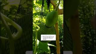 How to dry a gourd without it rotting