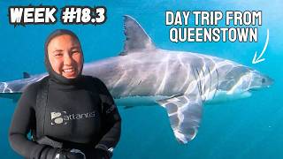 Shark Diving with Great Whites in New Zealand (World Trip Week 18 Pt. 3)