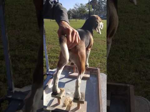 download lagu mp3 mp4 How To Groom A Beagle, download lagu How To Groom A Beagle gratis, unduh video klip How To Groom A Beagle