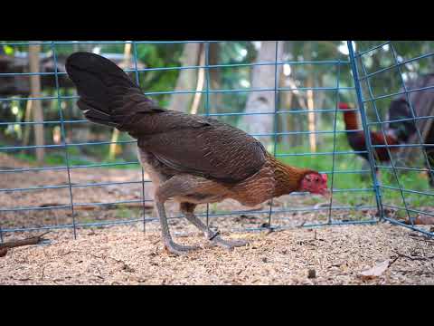 Gilmore Hatch Pullet