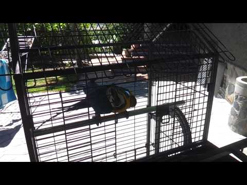 El guacamayo Gertrudis abriendo la jaula
