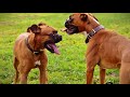 Boxer - Diferentes Tipos de Boxer -