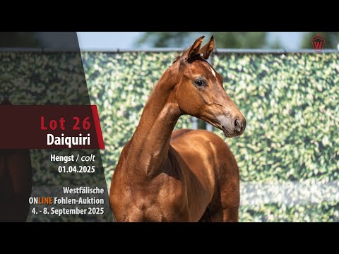 ONLINE Fohlen-Auktion Lot 26 Daiquiri Hengst v. Djacomo - Belissimo M