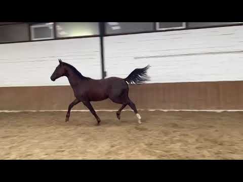 2-jähriger Hengst von Follow Him's Schönweide x Don Primus