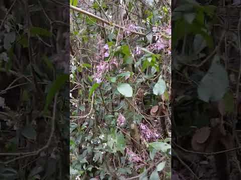Nelu flowers@Horton Plains