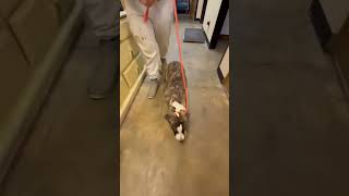 Video preview image #1 Boxer-Staffordshire Bull Terrier Mix Puppy For Sale in Westwood, NJ, USA