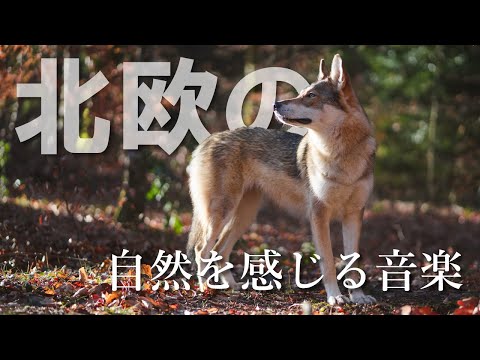 【癒しのBGM】北欧の森を感じるリラクゼーション音楽と美しい自然映像