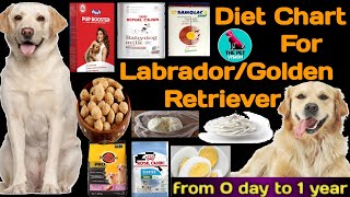diet chart for Labrador/Golden Retriever || from 0 day puppy to 1 year ( adult ) || THE PET VISION