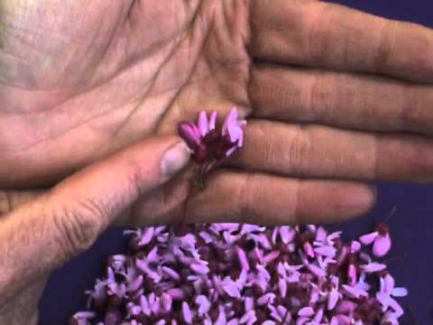 Edible Plants: Redbud - YouTube