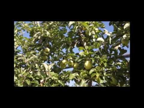 Pomaria - decima edizione