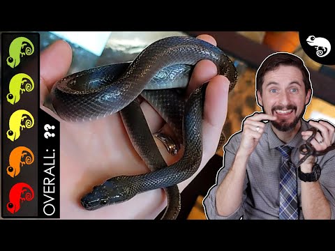 Black African House Snake, The Best Pet Snake?