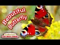 Beautiful Butterfly | Butterfly Song for Kids! | Jack Hartmann