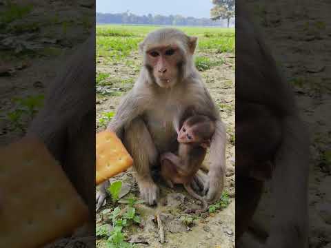 cute baby monkey #monkeyvideo #monkey #bander 008847