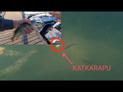 AHVENEN KALASTUS KATKARAVULLA || VEDENALAISKUVAA!