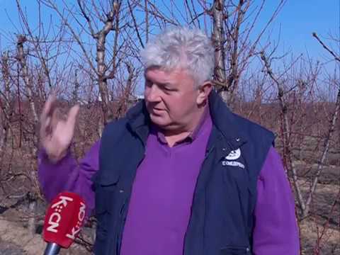 Rezidba voćnjaka u Podunavlju u punom jeku