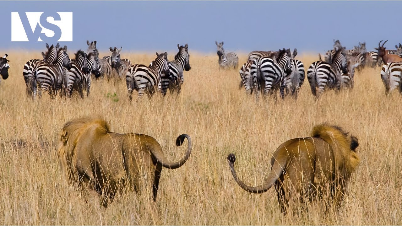 KANGA PAN SAUVAGE | Où la Loi du Plus Fort Règne Sans Pitié – Documentaire Animalier