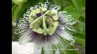 Grow  a Passion Fruit Plant into a Canopy, Flowers, Climbing Vine