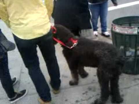 The Strange Looking Dog