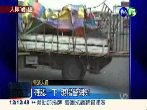 翻滾的貨車! 小豬亂竄大鬧國道