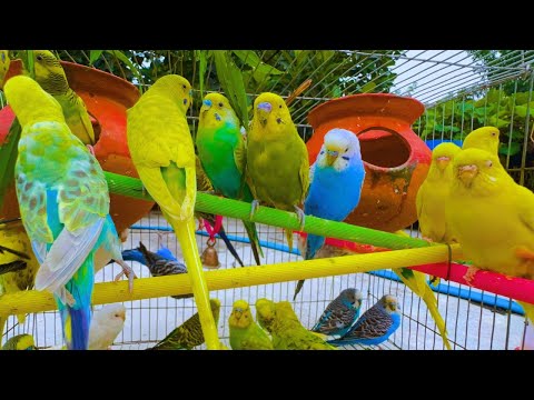 2 Hours of Budgie Best Friends - Mango and Chutney - Singing and Talking Sounds