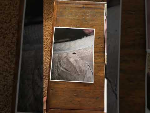 Black mold in Super 8 by Wyndham