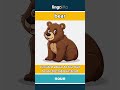 bear (noun) - definition and usage in English