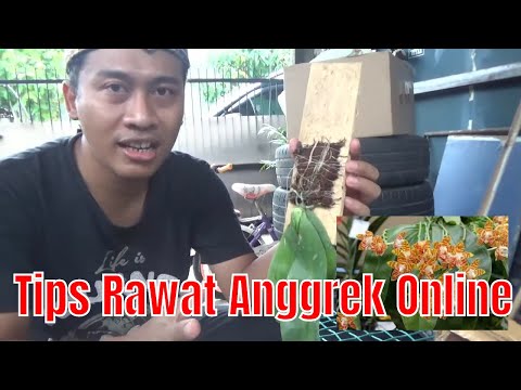 , title : 'Belanja Online & Tips merawat Anggrek Phalaenopsis Amboinensis'