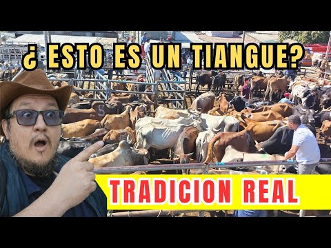 No Vas a Creer Cómo es Este Tiangue en San Rafael Cedros 😲🐄”