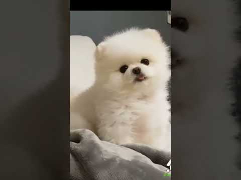Cute little Fluffy Pomeranian Doggo 🐶 🐩 | O Mere Buggu Oye #shorts #dogs #pomeranian