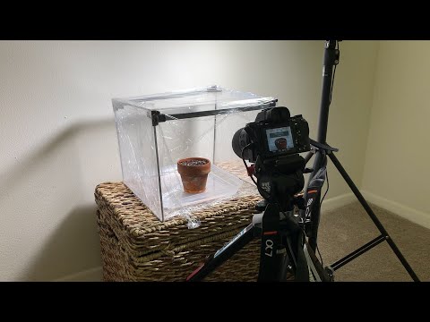 Plant Timelapse - Behind-the-Scenes