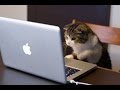 10 Most Intelligent Animals