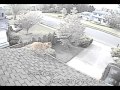 Dog Jumps Off Roof