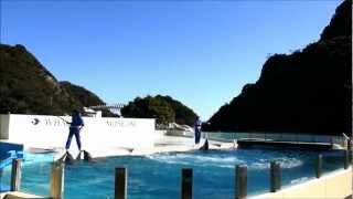 preview picture of video 'Taiji Whale Museum Dolphinshow　太地町 くじらの博物館　イルカショー2013.01.11'