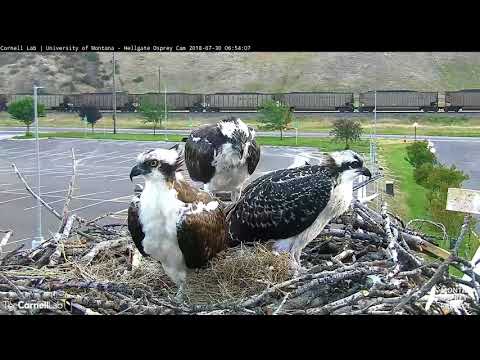 Family Reunion On Hellgate Osprey Nest – July 30, 2018