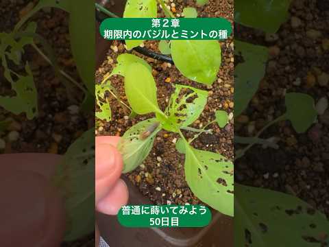 害虫を狩る植物は何ですか?げっ歯類、ナメクジ、昆虫に対する最強の防虫種！  庭園