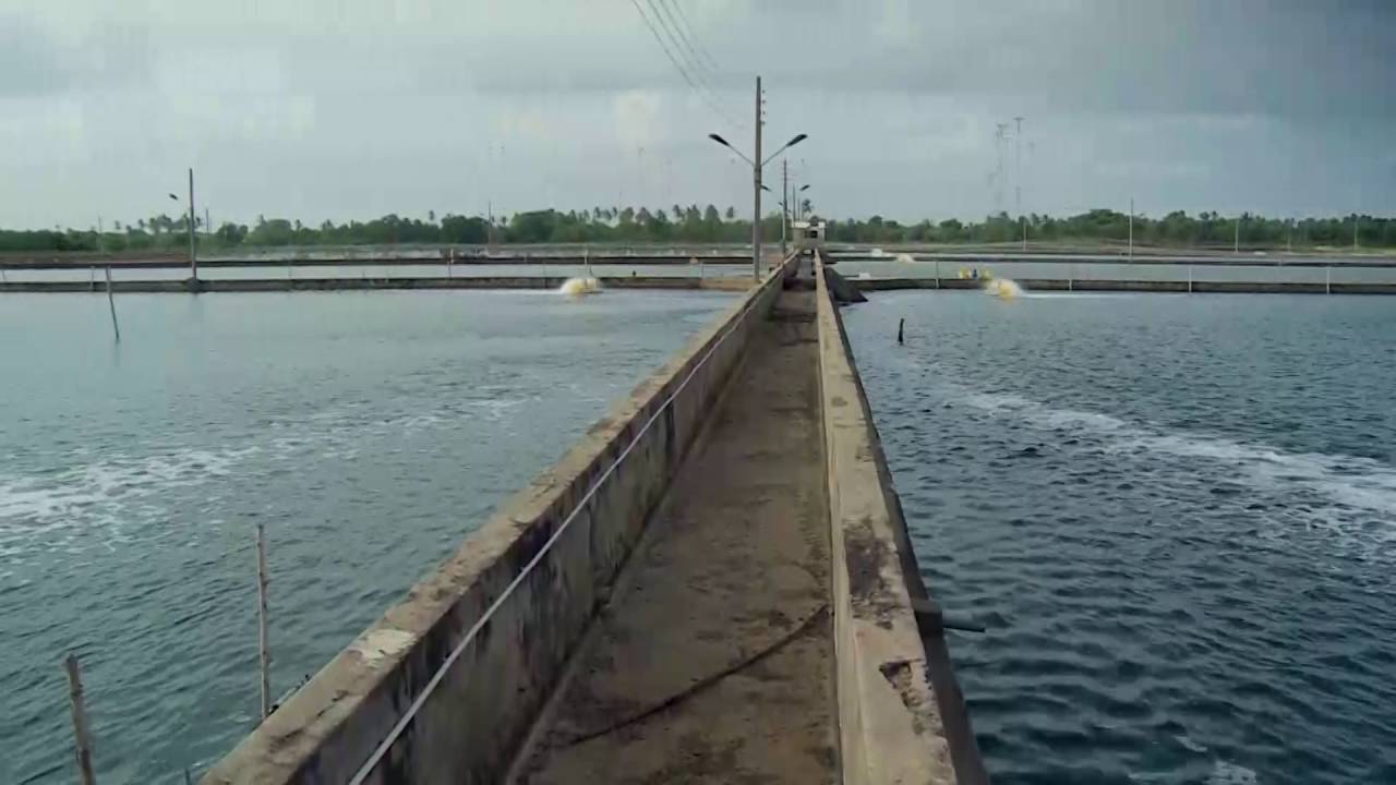 EXPERTS IN SUSTAINABLE AQUACULTURE & FISH FARMING PROJECTS