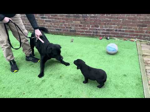 Black Lab Dog Meets Black Lab Puppy