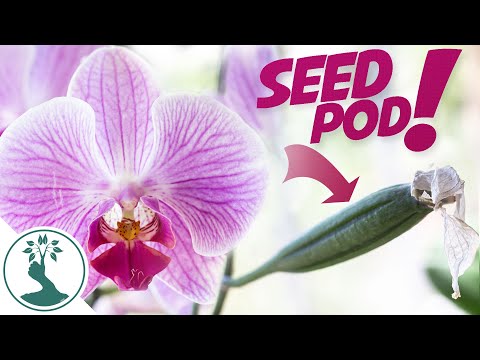 , title : 'How To Hand Pollinate Phalaenopsis Orchids - Growing Orchids From Seeds at Home'